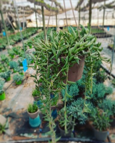 senecio radicans