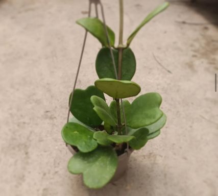 hoya kerrii