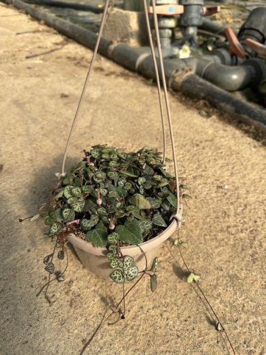 Ceropegia