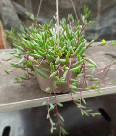 senecio ruby