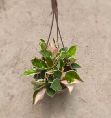 Hoya carnosa bicolor