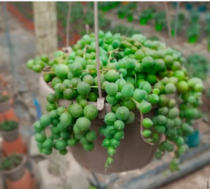 senecio rowleyanus