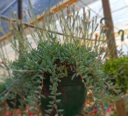 Senecio radicans blue
