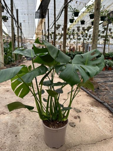 Monstera deliciosa