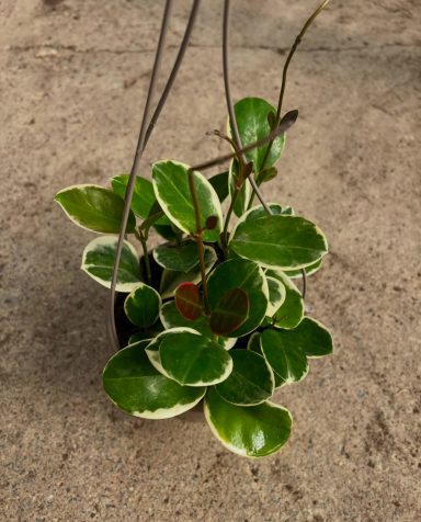 Hoya Australis Variegata