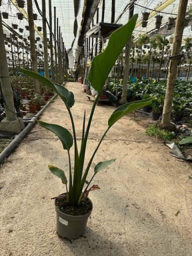 Strelitzia Nicolae
