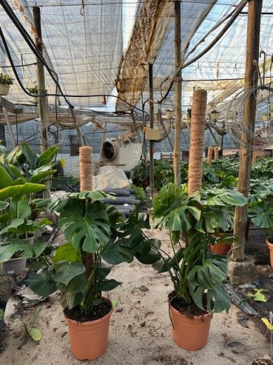 Monstera deliciosa entutorada