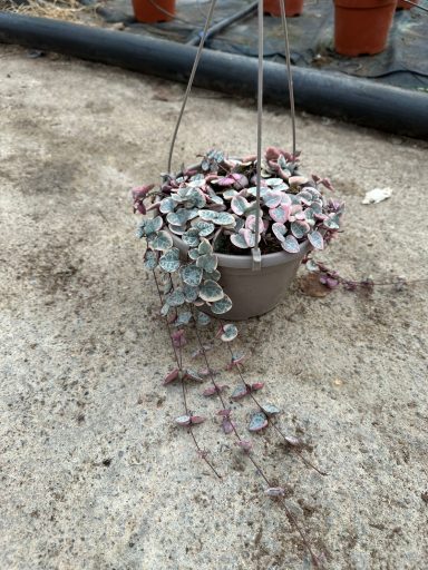 Ceropegia