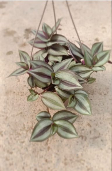 trasdescantia zebrina